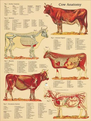 Корова, бык/Cow, bull - Анатомия - Анатомия животных - ARTTalk -  Компьютерная графика | Арт Галереи | Форум