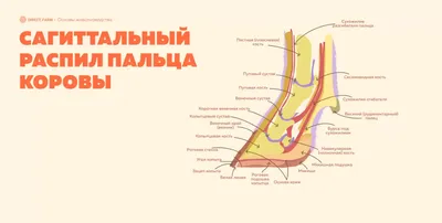 Органы основной коровы внутренние и отрезки говядины составляют схему  вектору Иллюстрация вектора - иллюстрации насчитывающей корова, еда:  65866495