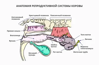 Строение желудка коровы: зачем корове жвачка? | БиоТрэш | Дзен