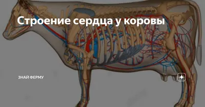 Диаграмма: Топография органов коровы справа | Quizlet