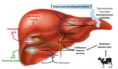 Строение копытца коровы