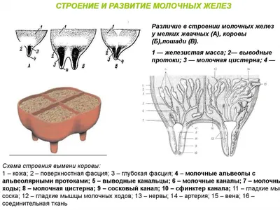 Знания коровы, металлический жестяной знак, анатомия, оловянный плакат,  животное, ферма, клуб, школа, образование, настенное украшение, налет 8x12  дюймов | AliExpress