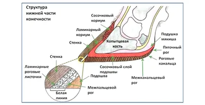 Анатомия молочной железы Коровы