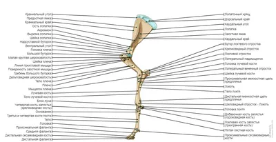 Костная система крупного рогатого скота : нормальная анатомия | vet-Anatomy