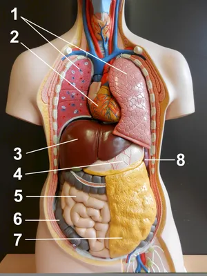 Анатомия органов брюшной полости | Remedium.ru