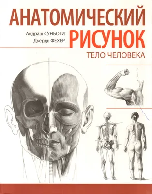 рентген человека и мозга, анатомия человека, трехмерный рисунок Иллюстрация  штока - иллюстрации насчитывающей чувства, интеллектуально: 159921636