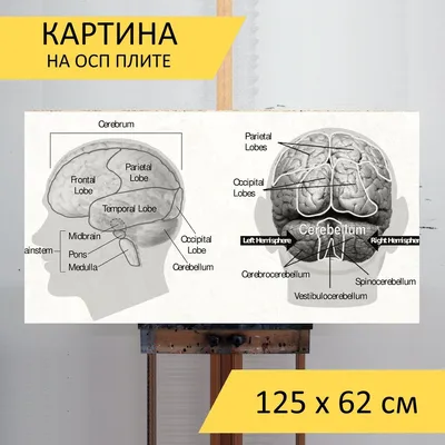 Как научиться рисовать лицо человека поэтапно?