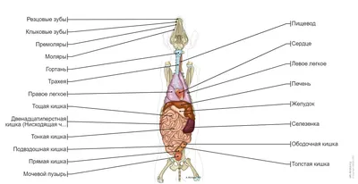 Атлас анатомии с описаниями, собака (иллюстрации) : нормальная анатомия |  vet-Anatomy