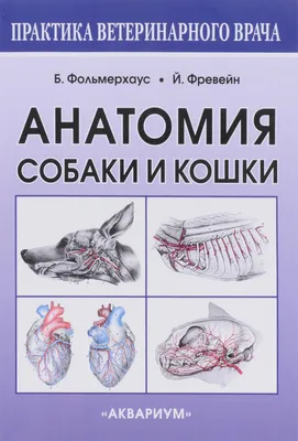 Купить Плакат \"Анатомия собак\" 84х57 см в Санкт-Петербурге, типография  Рубланк