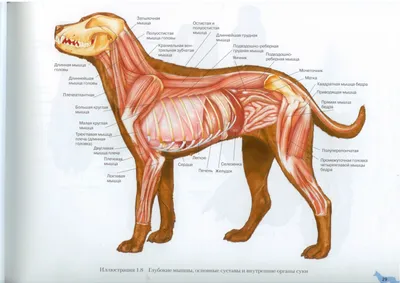 Атлас анатомии с описаниями, собака (иллюстрации) : нормальная анатомия |  vet-Anatomy