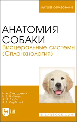 Глубокие слои мышц собаки плакат глянцевый А1/А2 › Купить оптом и в розницу  › Цена от завода