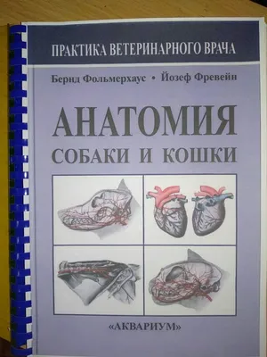 Анатомия собаки. Висцеральные системы (Спланхнология), Слесаренко Н. А.,  Бабичев Н.В., Торба А.И., Сербский А.Е., Издательство Лань, 2022 г. -  купить книгу, читать онлайн ознакомительный фрагмент