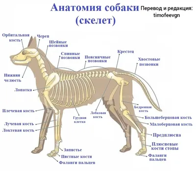 Анатомия собаки | Пикабу