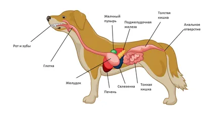 Собака - Живот - Таз (КТ): нормальная анатомия | vet-Anatomy