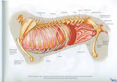 Внутренние органы собаки. Вид слева | Dog Internal Organs, Anatomy. Left |  Собаки, Ветеринария, Животные