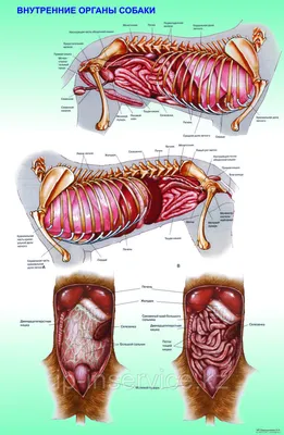 Плакаты Анатомия собак (id 4137659), купить в Казахстане, цена на Satu.kz