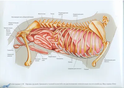 Внутренние органы собаки. Вид справа | Dog Internal Organs, Anatomy. Right  | Dog anatomy, Anatomy organs, Human anatomy chart