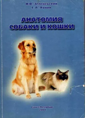 Кости собаки анатомия (68 фото) - картинки sobakovod.club