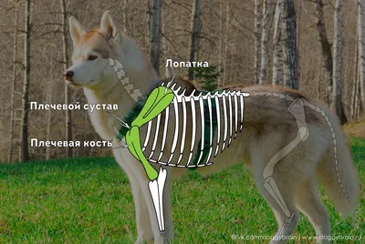 Иллюстрация 1 из 5 для Анатомия собаки и кошки - Амзельгрубер, Бёме,  Фревейн | Лабиринт - книги. Источник: