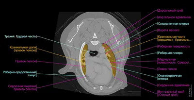 Анатомия Домашней Собаки — стоковая векторная графика и другие изображения  на тему Лёгкие животного - Лёгкие животного, Собака, Анатомия - iStock