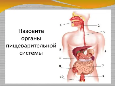 Анатомия жкт человека в картинках фотографии