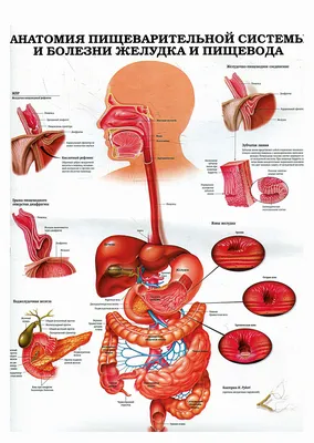 Постер на холсте строение ЖКТ больницы медицина (34) 50х70 см — купить в  интернет-магазине по низкой цене на Яндекс Маркете