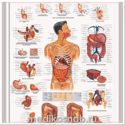 Картинки пищеварительная система человека (42 фото) » Картинки, раскраски и  трафареты для всех - Klev.CLUB