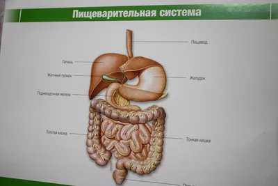 Желудочно кишечный тракт человека (29 фото)