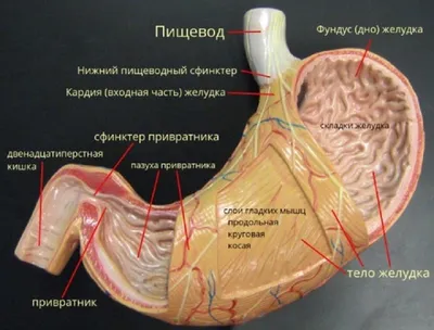 Желудочно кишечный тракт человека (29 фото)