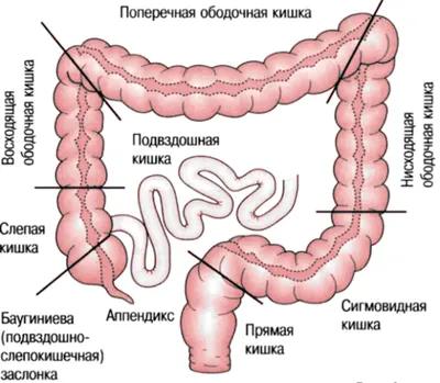 Скачать картинки Анатомия жкт, стоковые фото Анатомия жкт в хорошем  качестве | Depositphotos