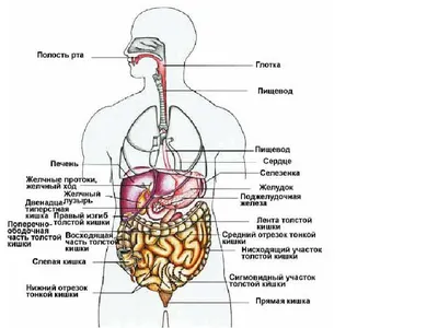 Рак тонкого кишечника: симптомы, признаки, диагностика, лечение