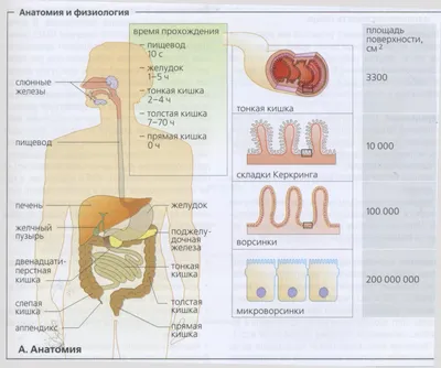 Функциональная анатомия и физиология желудочно-кишечного тракта (ЖКТ)