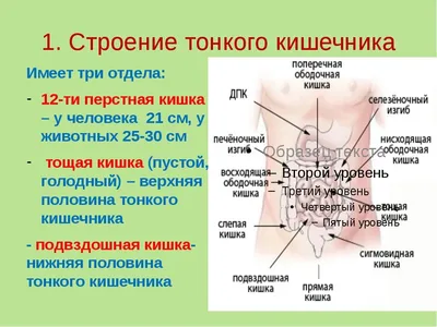 Почему капсульная эндоскопия не заменяет гастроскопию и колоноскопию? |  Клиническая больница №122 имени Л.Г.Соколова Федерального  Медико-Биологического Агентства