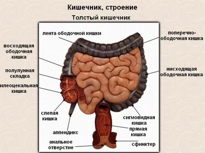 Где находится и как устроен кишечник человека? | ИзучаюМир | Дзен