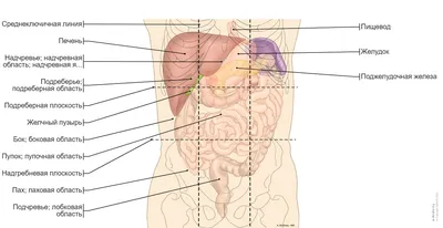 DoktorLerner.ru Органы ЖКТ - анатомия и физиология