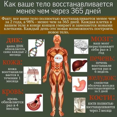 Функциональная анатомия и физиология желудочно-кишечного тракта (ЖКТ)