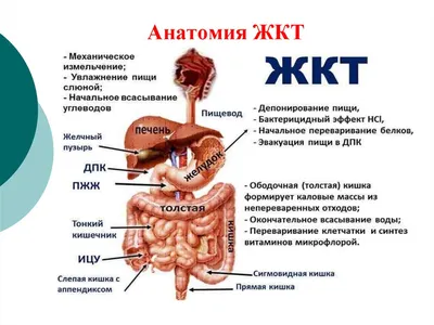 Скачать картинки Желудок анатомия, стоковые фото Желудок анатомия в хорошем  качестве | Depositphotos