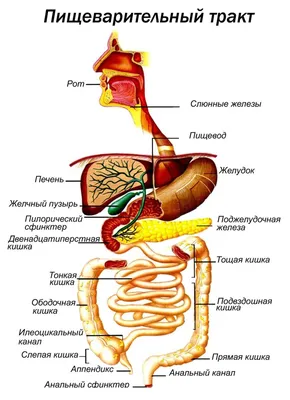 Пищеварительная система : нормальная анатомия | e-Anatomy