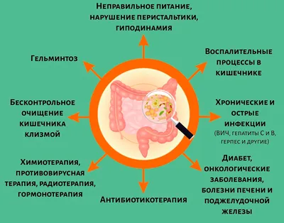 Анатомия и физиология желудка | Анабио | Дзен