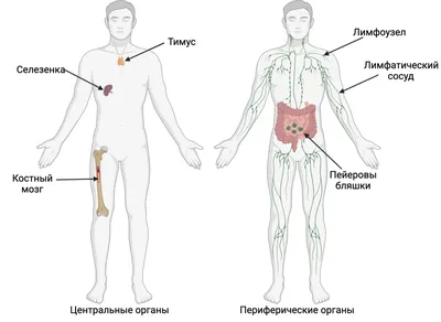 Строение Жкт Человека В Картинках – Telegraph