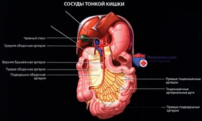 Жкт человека рисунок - 71 фото