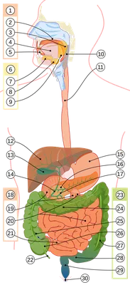 Анатомия : Пищеварительная система (SYSTEMA DIGESTORIUM).