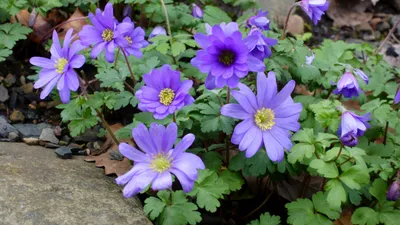 Анемона лесная (Anemone sylvestris)