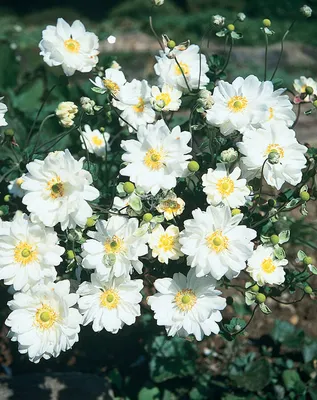 Анемона корончатая Зе Брайд (Anemone coronaria The Bride) - Луковицы  анемонов - купить недорого анемонов в Москве в интернет-магазине \"Сад вашей  мечты\"