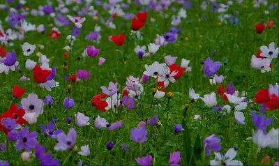 Анемона (Anemone) или Ветреница - Kazan Flower School