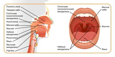 Фолликулярная ангина, лечение и симптомы, заразна ли фолликулярная ангина,  как передается - блог Furasol®