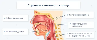 Ангина: причины, симптомы и лечение в статье инфекциониста Александров П. А.