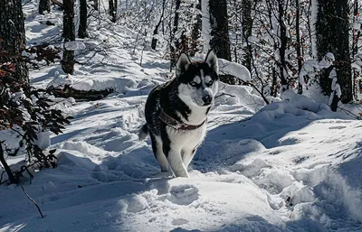 Пропала собака в пос. Юбилейный, ул. Алых Роз | Pet911.ru