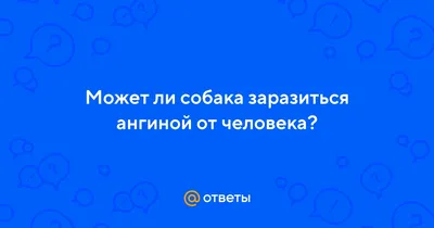 Врачи полгода выхаживали пса, пострадавшего из-за большой любви - KP.RU