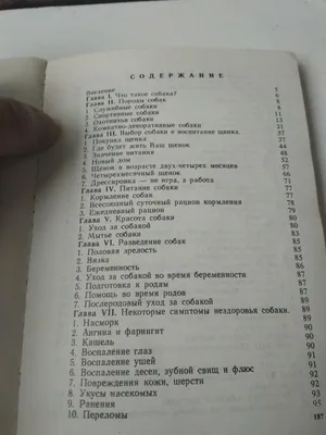 Стая бездомных собак напала на первоклассника на Сахалине // Новости НТВ